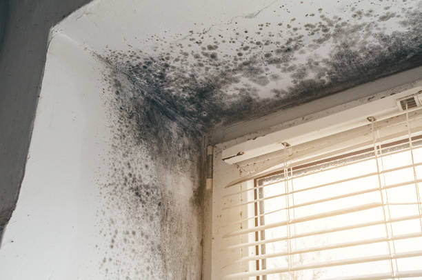 Affordable Mold Remediation solutions in McGaheysville, VA