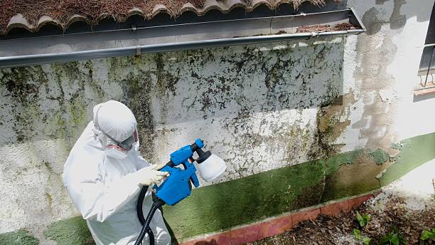 Top rated local Mold Remediation specialists in McGaheysville, VA